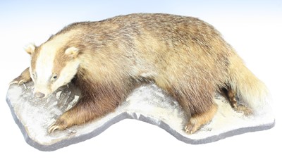 Lot 1234 - A taxidermy Erythristic European Badger (Meles...