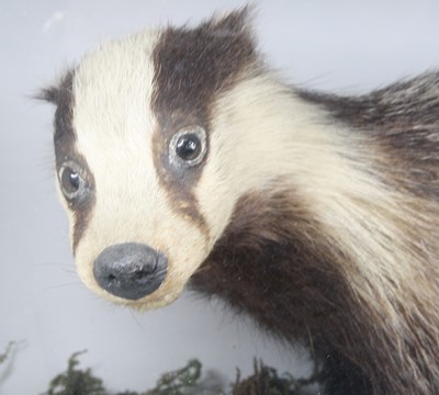 Lot 3633 - A 20th century taxidermy Badger (Meles meles),...
