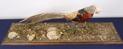 Lot 3592 - A 20th century taxidermy Golden Pheasant,...