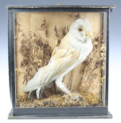 Lot 3626 - An early 20th century taxidermy Barn Owl (Tyto...