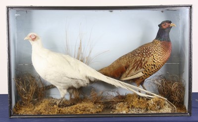 Lot 3629 - A brace of 20th century taxidermy Leucistic...