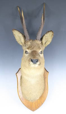 Lot 3616 - A taxidermy Roe Deer (Capreolus Capreolus),...