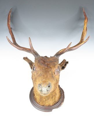 Lot 3643 - A taxidermy Fallow Deer (Dama dama), head...