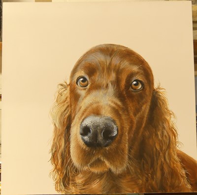 Lot 1024 - Contemporary school - Study of a Red Setter,...