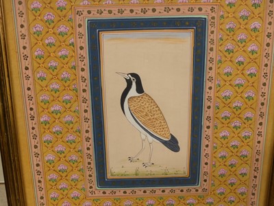 Lot 1055 - Indian school - Study of an exotic bird,...