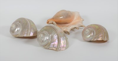 Lot 59 - A collection of shells, to include a conch and...