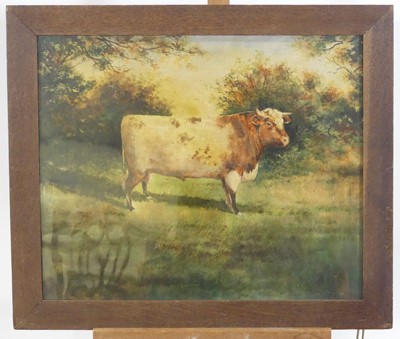 Lot 1064 - English school - study of a Hereford Bull, oil...