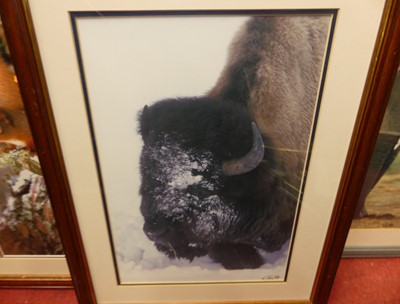 Lot 1086 - A collection of wildlife photographic prints,...