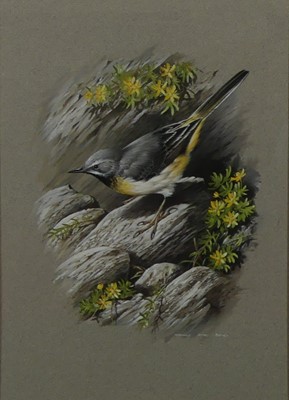 Lot 2521 - Terence James Bond (b.1946) - Gray wagtail,...