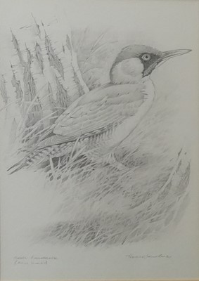 Lot 2522 - Terence James Bond (b.1946) - Green woodpecker,...