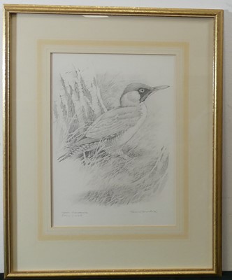 Lot 2522 - Terence James Bond (b.1946) - Green woodpecker,...