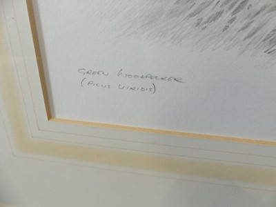 Lot 2522 - Terence James Bond (b.1946) - Green woodpecker,...