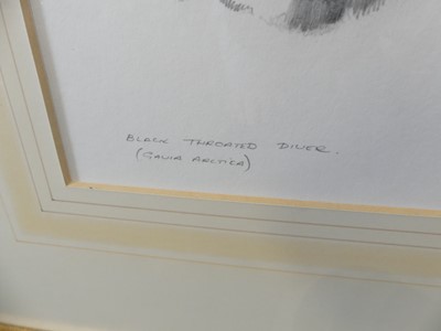 Lot 2522 - Terence James Bond (b.1946) - Green woodpecker,...