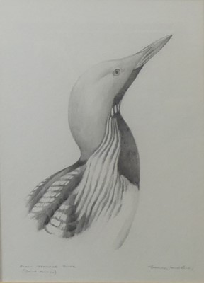 Lot 2522 - Terence James Bond (b.1946) - Green woodpecker,...