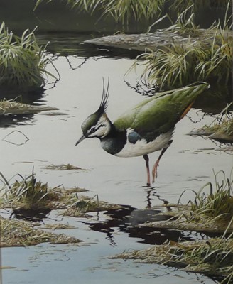 Lot 2523 - Terence James Bond (b.1946) - Lapwing, gouache,...