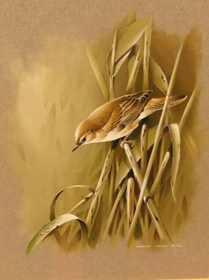 Lot 1045 - Terence James Bond (b.1946) - Reed Warbler,...