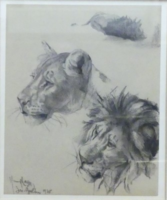 Lot 1029 - Mid-20th century school - Study of lions,...