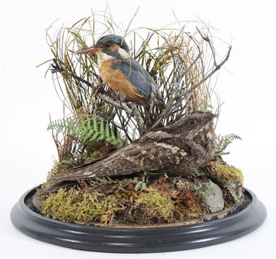 Lot 920 - A Victorian taxidermy Kingfisher (Alcedo...