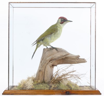 Lot 913 - A 20th century taxidermy Green Woodpecker...