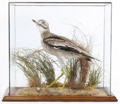 Lot 926 - A taxidermy European Stone-Curlew (Burhinus...