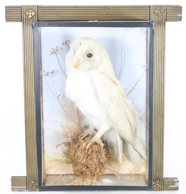 Lot 928 - A late Victorian taxidermy Barn Owl (Tyto...