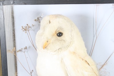Lot 928 - A late Victorian taxidermy Barn Owl (Tyto...