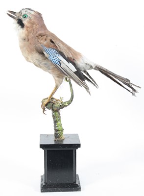 Lot 919 - A taxidermy Jay (Garrulus glandarius), mounted...