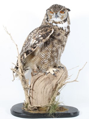 Lot 942 - A taxidermy African Spotted Eagle Owl, full...