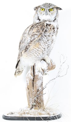 Lot 915 - A taxidermy Great Horned / American Eagle Owl...