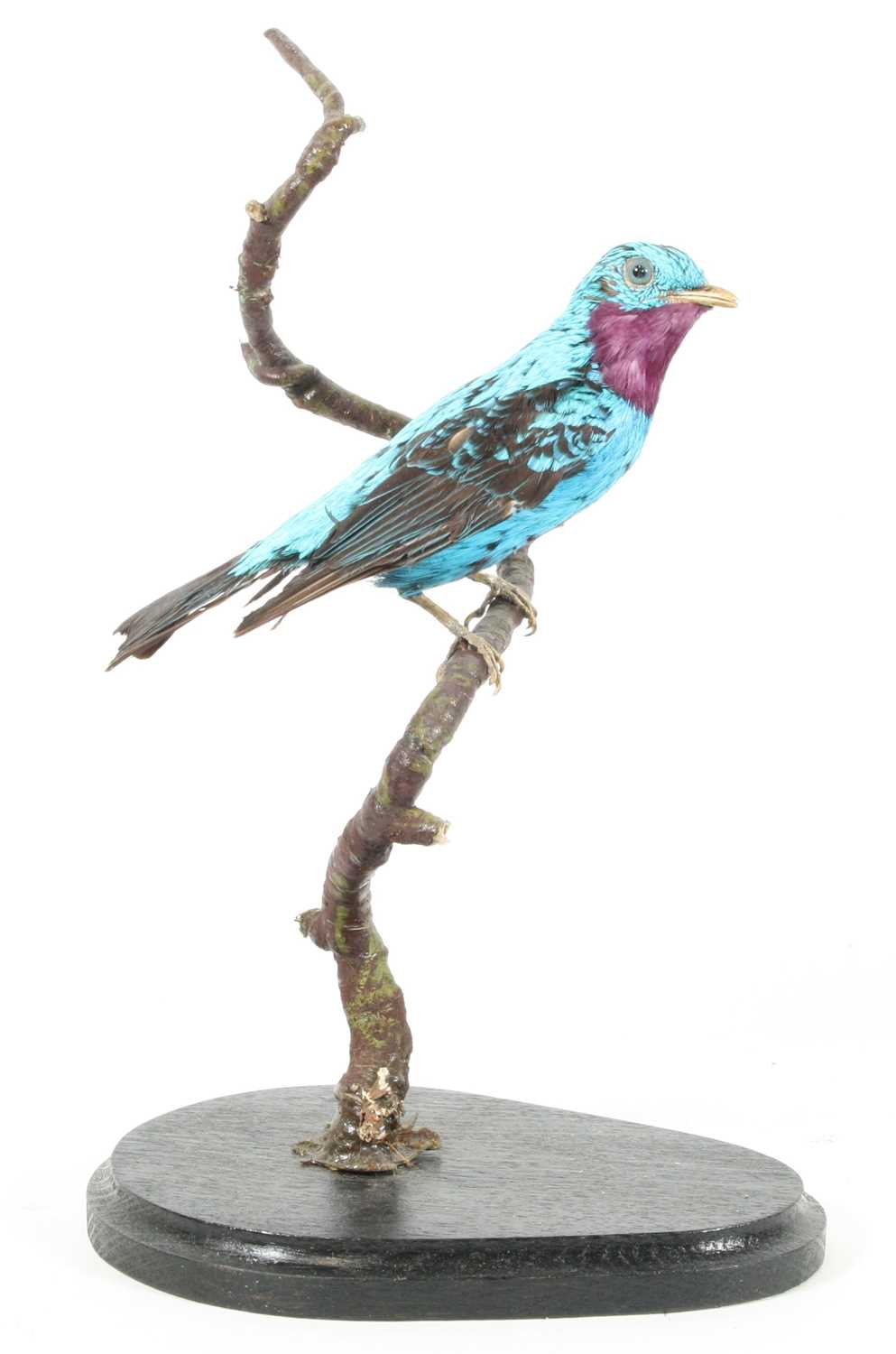 Lot 947 - A taxidermy Spangled Cotinga (Cotinga cayana),...