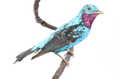 Lot 947 - A taxidermy Spangled Cotinga (Cotinga cayana),...