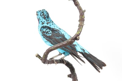 Lot 947 - A taxidermy Spangled Cotinga (Cotinga cayana),...