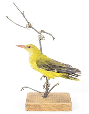 Lot 917 - A taxidermy Golden Oriole (Oriolus oriolus),...