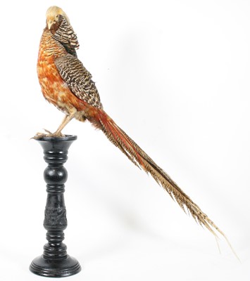 Lot 930 - A taxidermy Golden Pheasant, mounted on a...