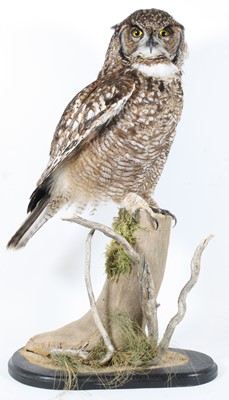 Lot 911 - A taxidermy Magellans Eagle Owl (Bubo...