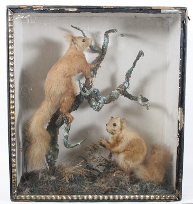 Lot 932 - A brace of Victorian taxidermy Red Squirrels...