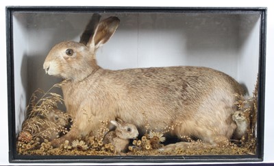 Lot 937 - A 20th century taxidermy European Hare (Lepus...