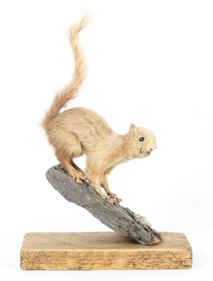 Lot 924 - A taxidermy Red Kit Squirrel (Sciurus...