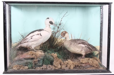 Lot 927 - A brace of early 20th century taxidermy Smew...