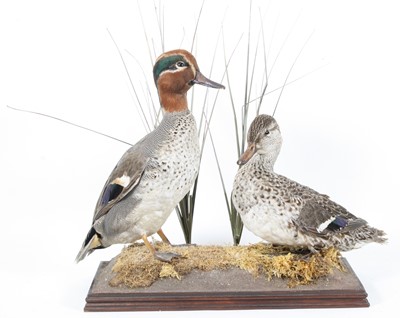 Lot 934 - A pair of taxidermy male and female...