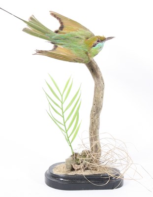 Lot 935 - A taxidermy Green Bee-Eater (Merops...