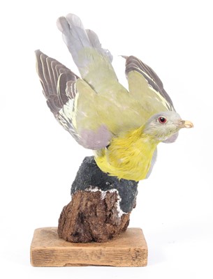 Lot 923 - A taxidermy Yellow-Footed Green Pigeon (Treron...