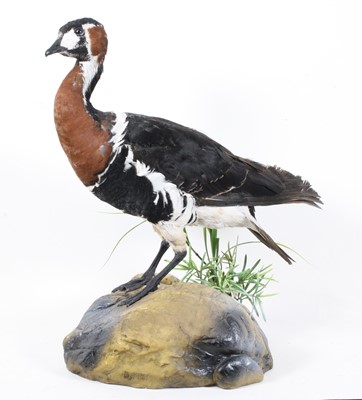 Lot 922 - A taxidermy Red-Breasted Goose (Branta...