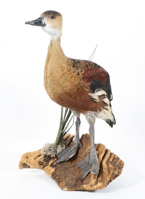 Lot 921 - A taxidermy Whistling Duck (Dendrocygninae),...