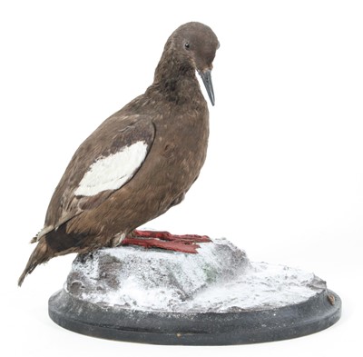 Lot 936 - A taxidermy Black Guillemot (Cepphus grylle),...