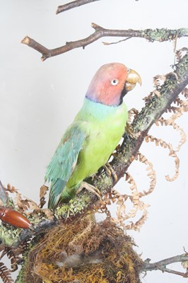 Lot 3693 - A late Victorian taxidermy diorama of Indian...