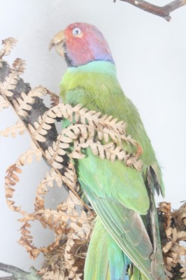 Lot 3693 - A late Victorian taxidermy diorama of Indian...