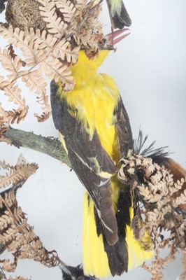 Lot 3693 - A late Victorian taxidermy diorama of Indian...