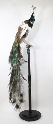 Lot 916 - A taxidermy Peacock (Pavo Cristatus), full...