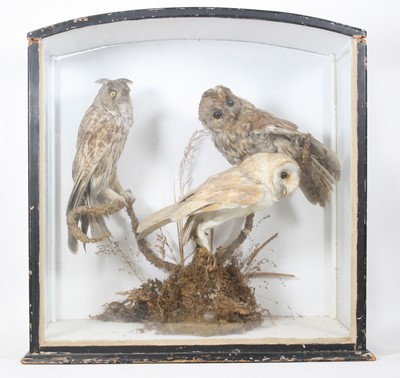 Lot 933 - An early 20th century taxidermy trio of Owls...